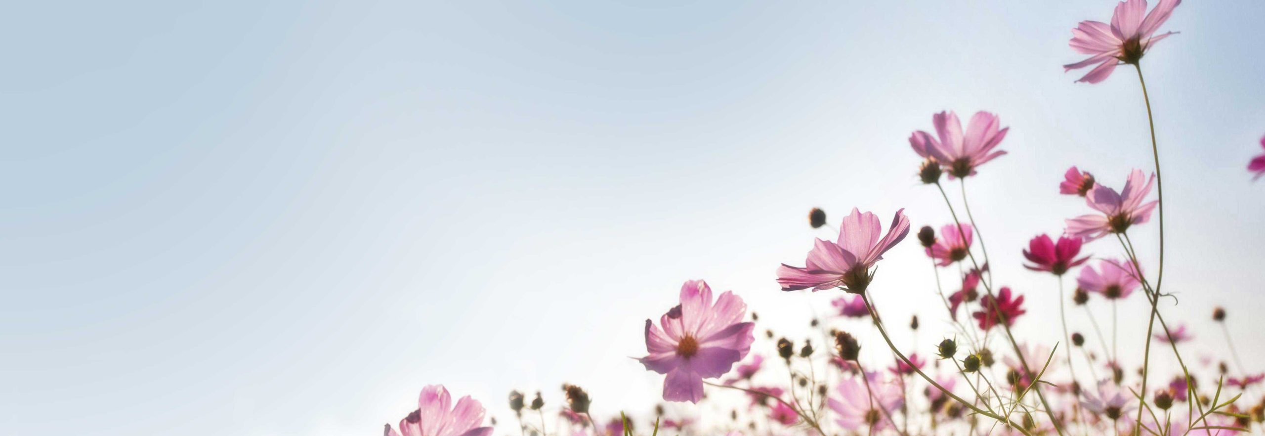 banner homepage